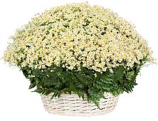Цветочная композиция из Ромашки в корзине #REPLACE_PRED# Ульянино